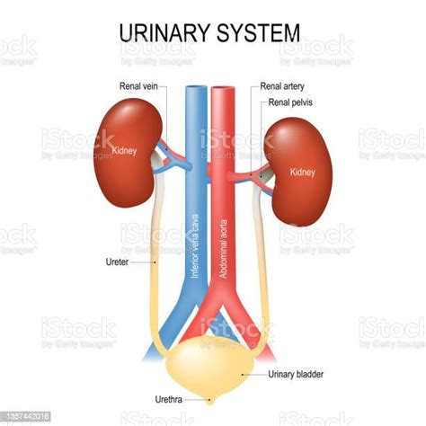 泌尿系統 常識|泌尿系統 ( urinary system )